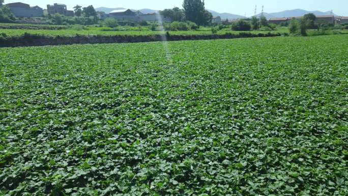 农场红薯地 农业宣传片 红薯种植 农田