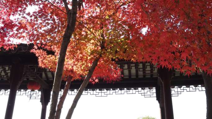 苏州重元寺古风建筑旁色彩鲜艳的唯美枫叶
