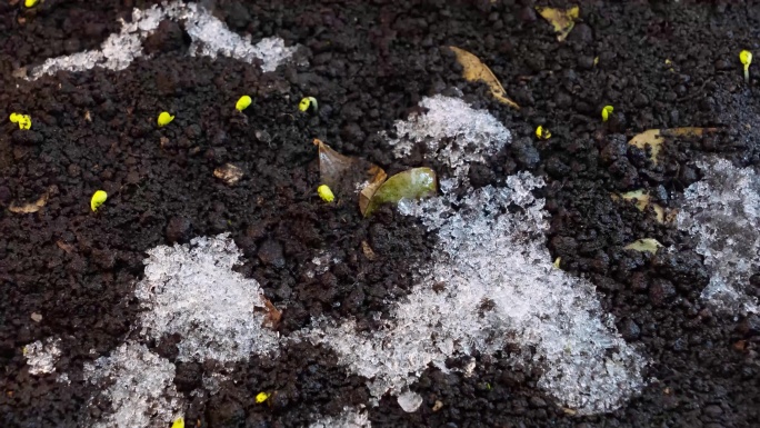 立春 春天 季节 雪融化