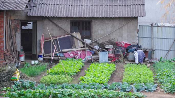 农家后院菜地