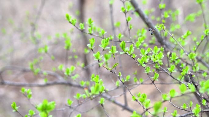 野生动植物鸟窝蜗牛蜜蜂蝴蝶虫子