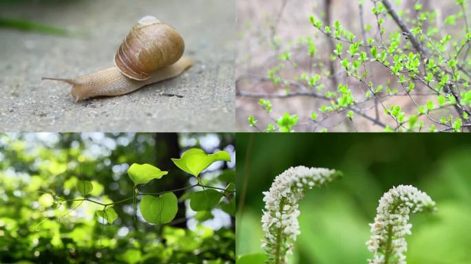 野生动植物鸟窝蜗牛蜜蜂蝴蝶虫子