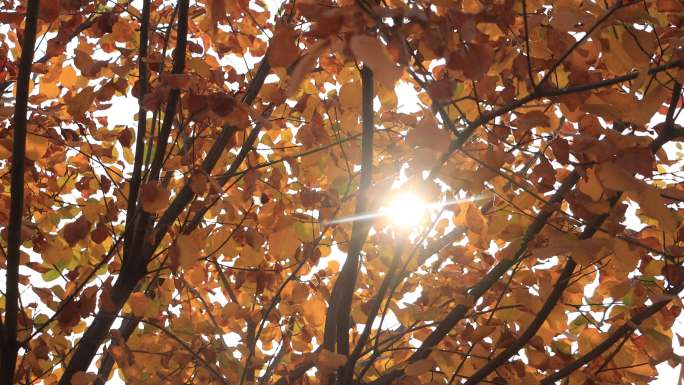 黄色树叶缝隙中的阳光