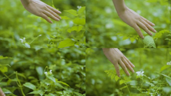 手拂过草丛 绿色 大自然 微风 植物