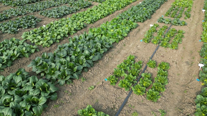 农业种植基地 菜地