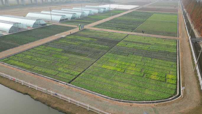 农业种植基地 菜地