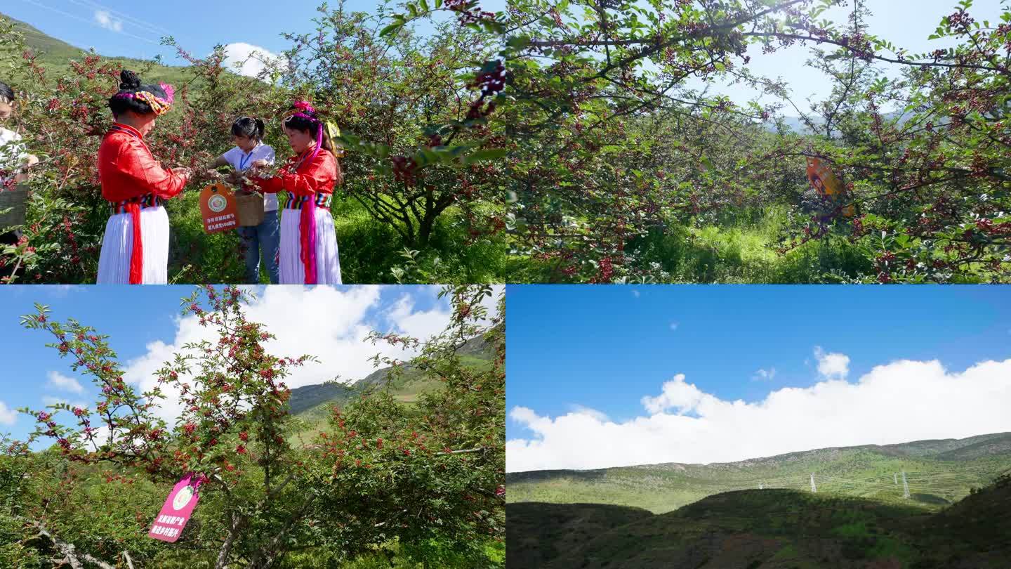 盐源县花椒种植