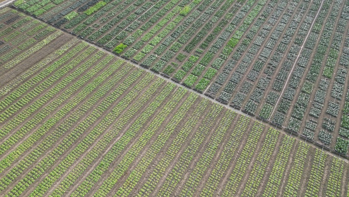 农业种植基地 菜地