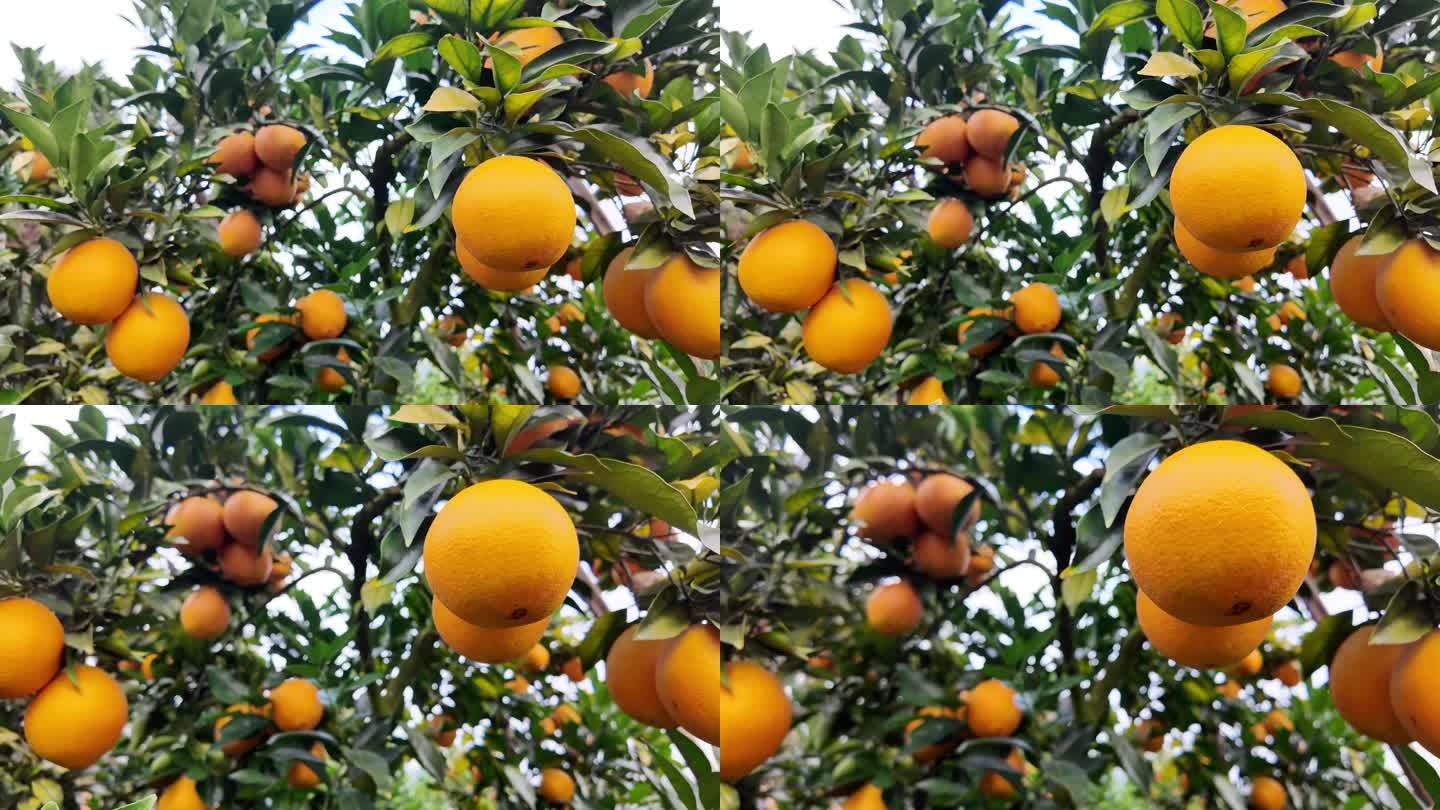 赣南脐橙  水果丰收季节