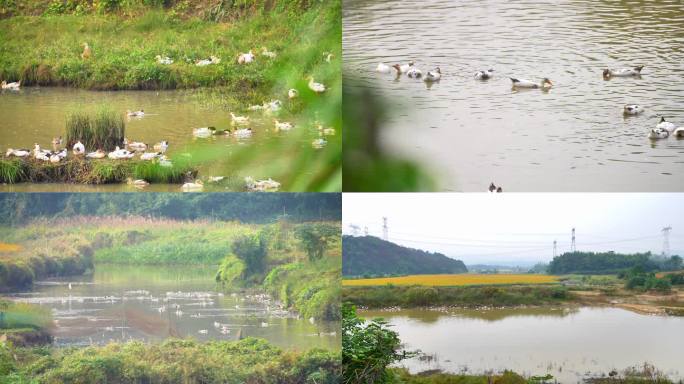 农村散养家禽鸭子清晨湖面鸭子戏水散养鸭子