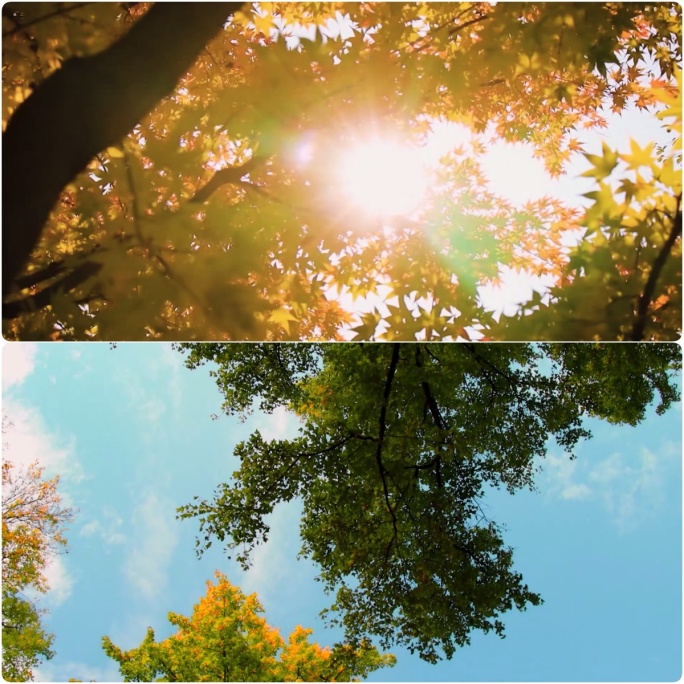 秋天深秋秋景树木金黄树叶