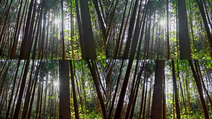 太阳光晕照进森林