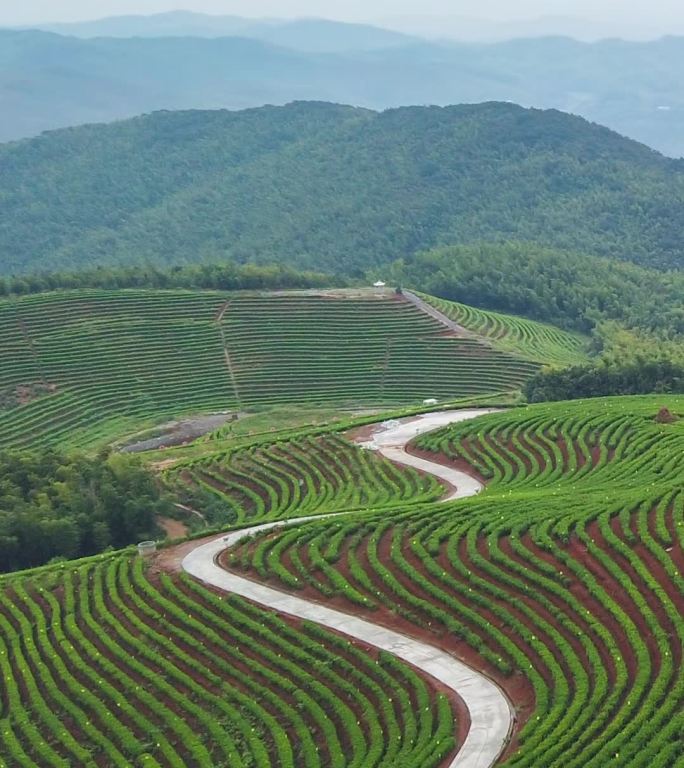 湖南衡阳耒阳市蔡伦竹海茶园延时摄影