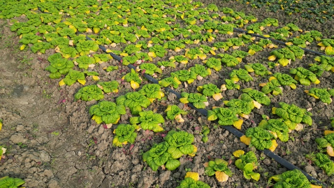 农业种植基地 菜地