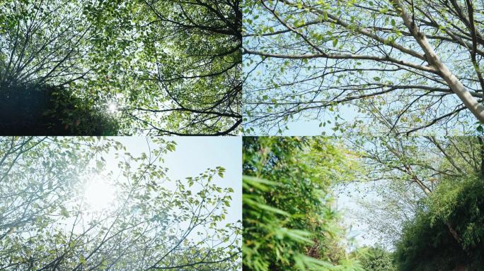 4k山林中树荫仰拍森林阳光树叶逆光