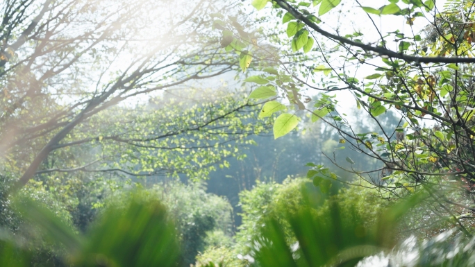 4k山林中树荫仰拍森林阳光树叶逆光