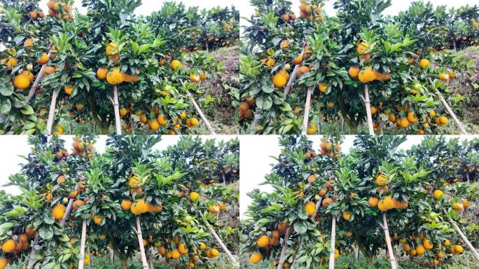 赣南脐橙  水果丰收季节