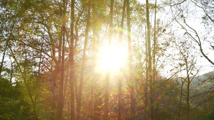 阳光金色射线树林