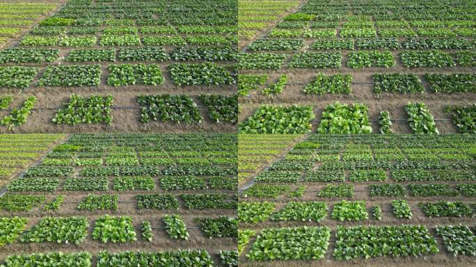 农业种植基地 菜地