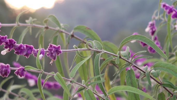 墨西哥鼠尾草 蜜蜂采蜜 夕阳花卉