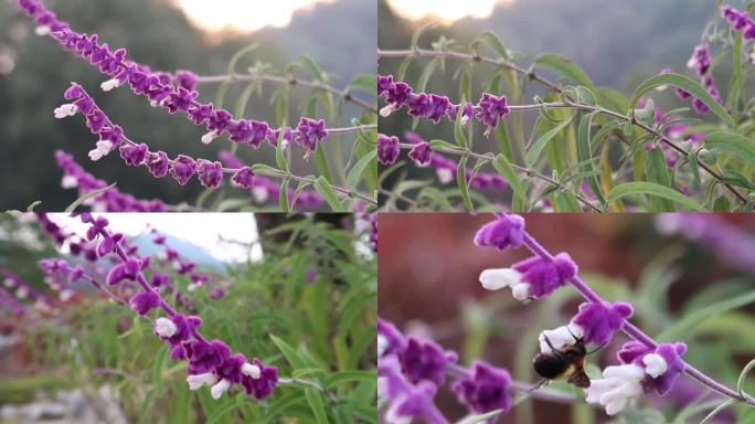 墨西哥鼠尾草 蜜蜂采蜜 夕阳花卉
