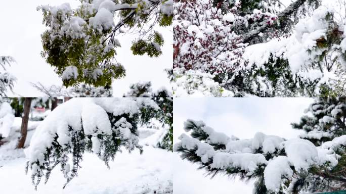 初雪 雪 大雪过后 美丽的雪景  04