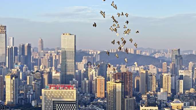 一群鸽子飞过城市上空