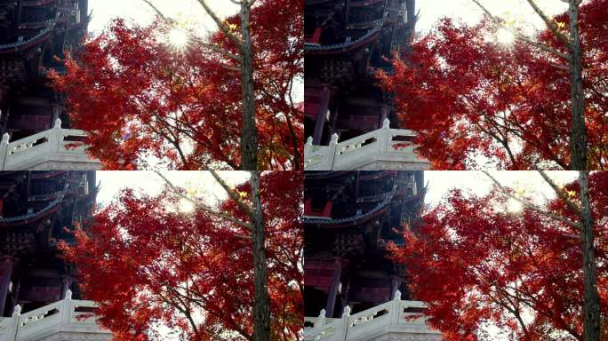 秋天阳光穿透树叶 唯美红叶红枫光影
