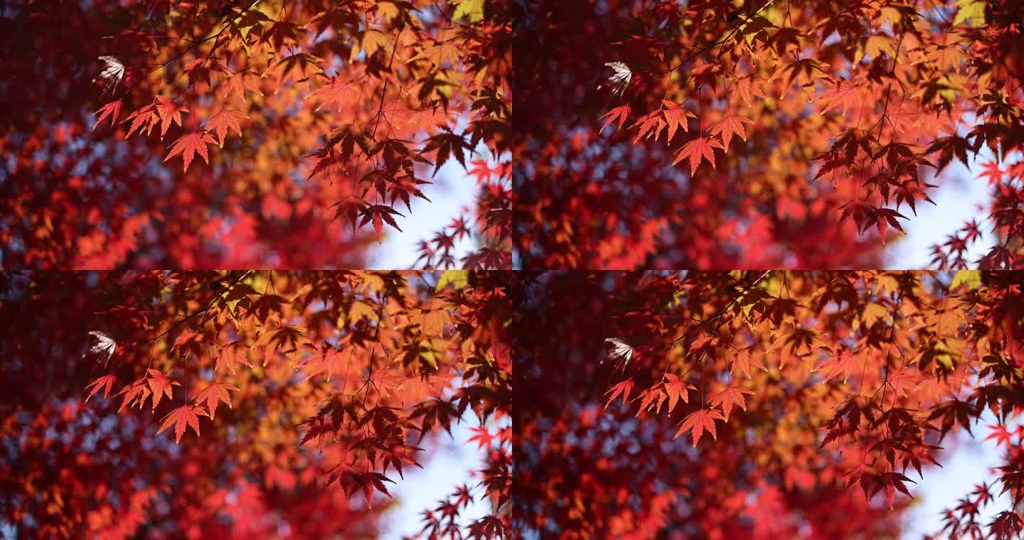 秋天阳光穿透树叶 唯美红叶红枫光影