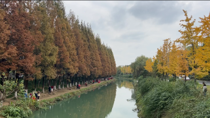 水杉 河边 河道 秋日景色 金秋 彩林