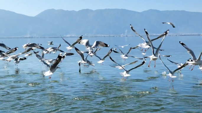 大理洱海海鸥素材