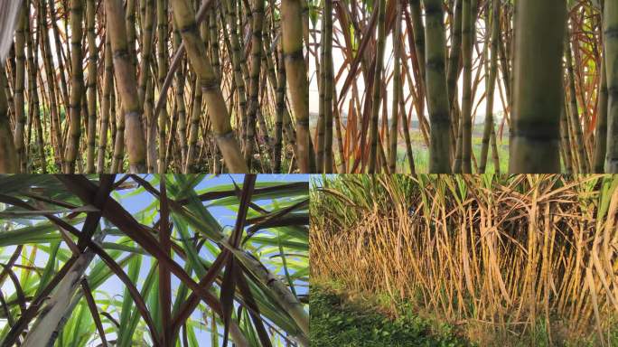 甘蔗白蔗糖蔗肉蔗糖