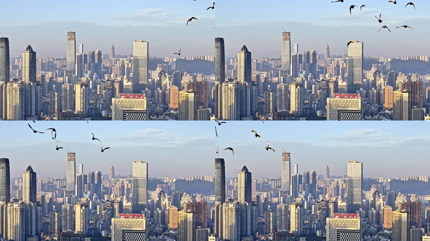 城市上空鸟群飞行平滑镜头