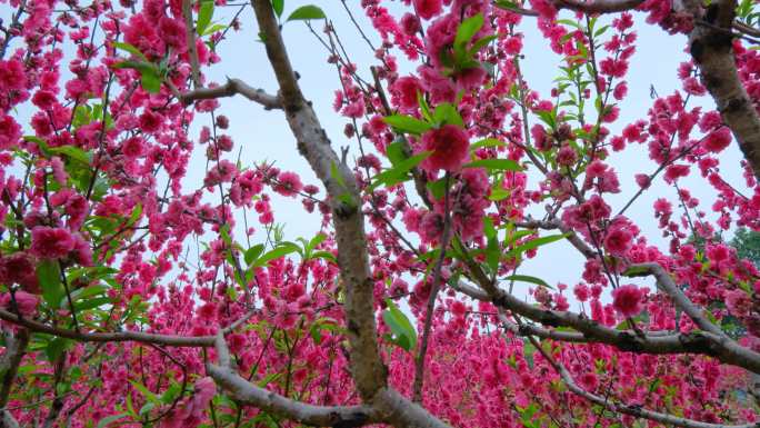 桃花林 树林 春暖花开 桃花坞 桃花岛