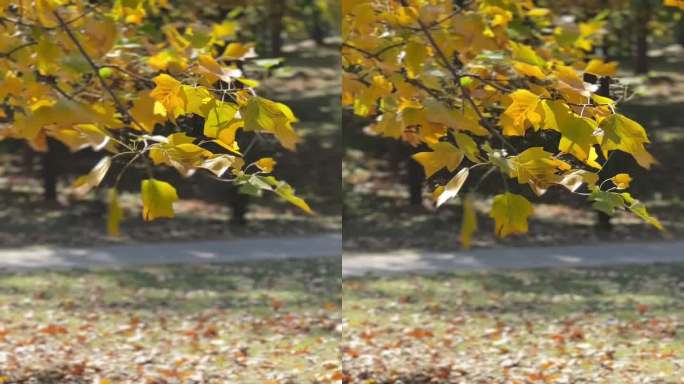 深秋金黄色的树叶