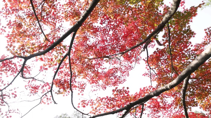 秋日红枫 秋天 穿过枫叶 秋日红叶
