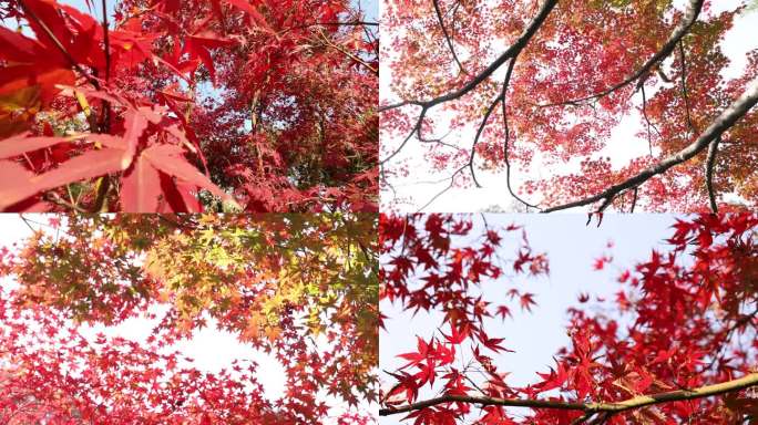 秋日红枫 秋天 穿过枫叶 秋日红叶