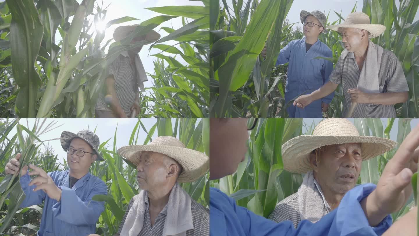 农民在玉米地里锄地、技术员给农民讲解