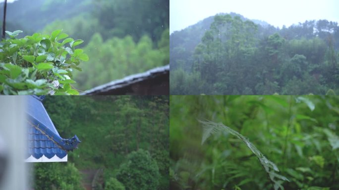 自然山野乡村植物立夏雨季