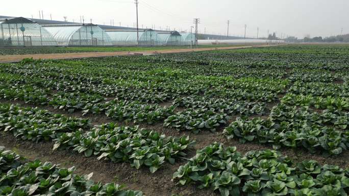 农业种植基地 菜地