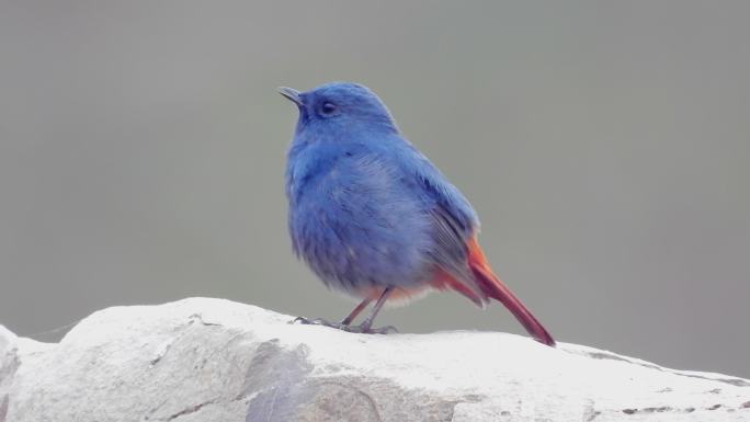 高清漂亮的蓝色小鸟红尾水鸲，红尾水鸲叫声