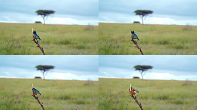 在塞伦盖蒂国家公园，东部蓝鸟从田野上的树枝上飞离的锁定镜头