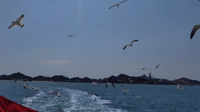 威海海驴岛乘船出海跟拍海鸥