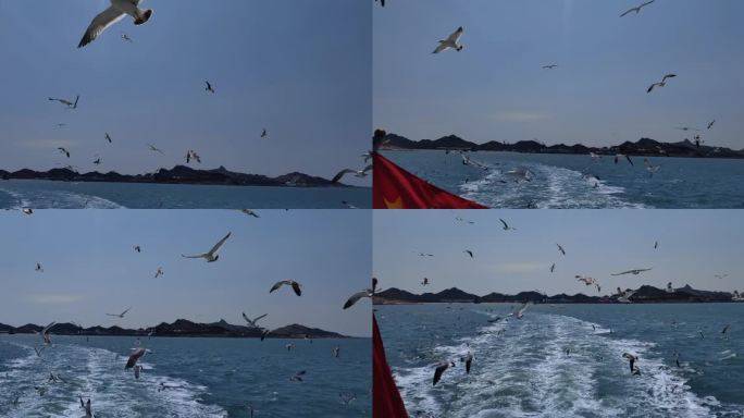 威海海驴岛乘船出海跟拍海鸥