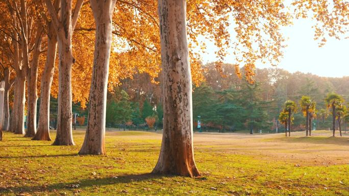 秋天的树在公园里仰拍仰望金秋时节大树树干