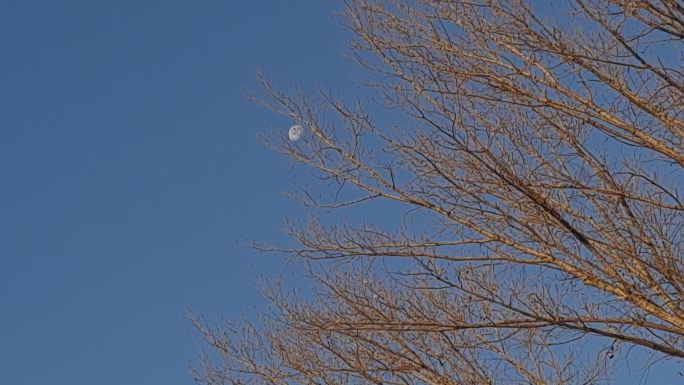 冬季早晨月亮挂在蓝天杨树梢