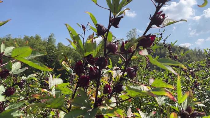 洛神花、新鲜洛神花、镜头特写