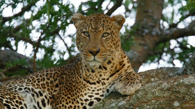 豹子在树上的慢镜头。野生动物在粗树枝上休息。塞伦盖蒂国家公园的野生动物。