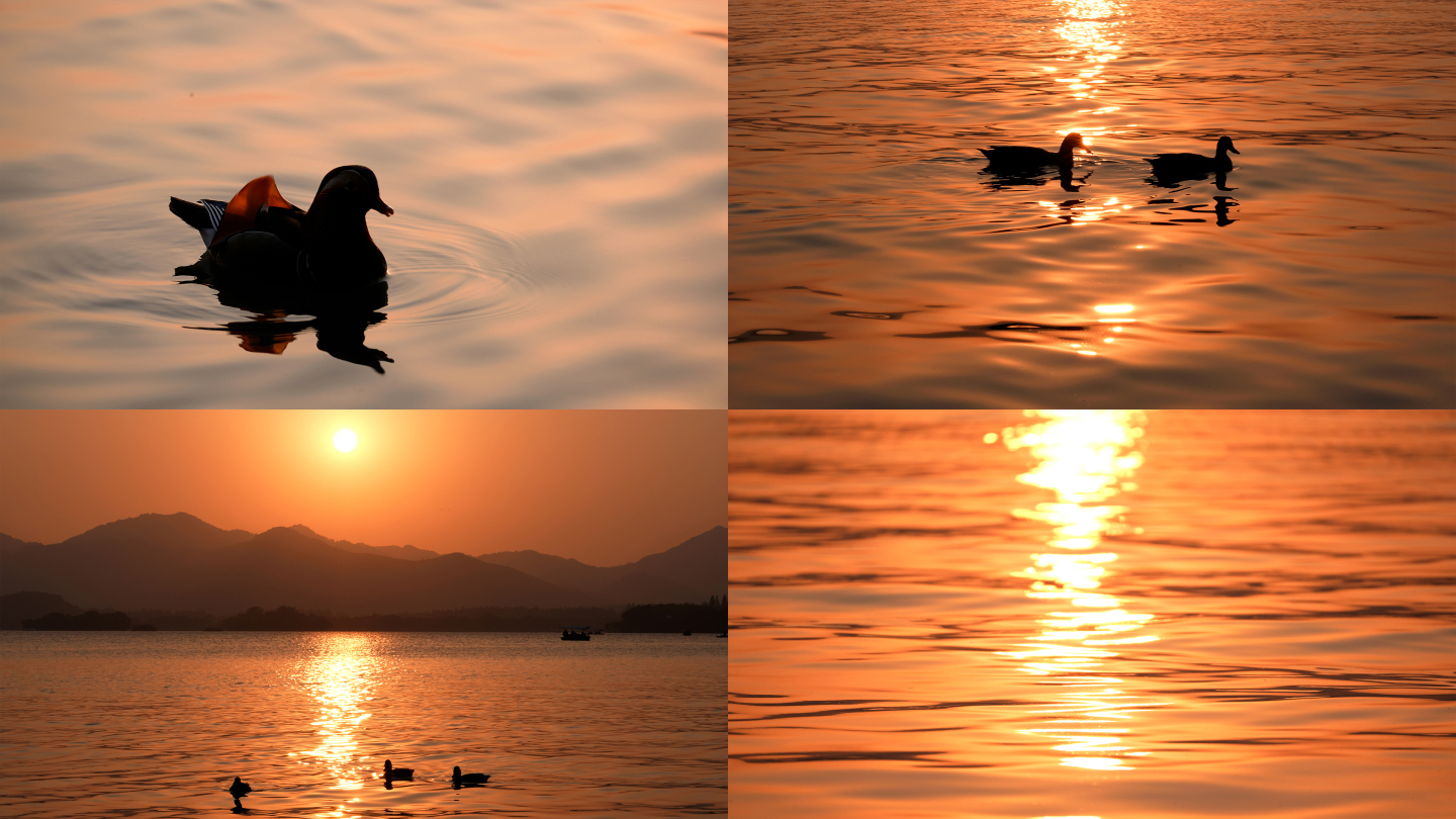 夕阳下西湖水面上的鸳鸯
