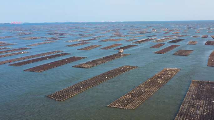 蚝排 大蚝 水产 养殖  海鲜 近江牡蛎